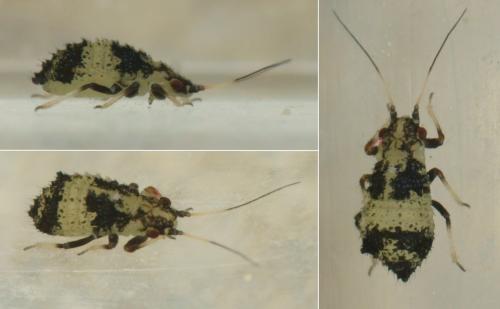 Réf. 220 253 : Iziphya bufo